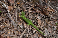 Naultinus punctatus