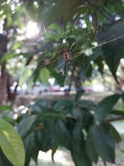 Trichonephila antipodiana