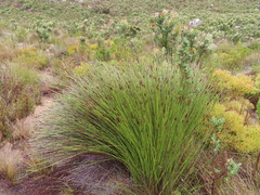 Hypodiscus aristatus