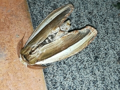 Truncaptera truncata