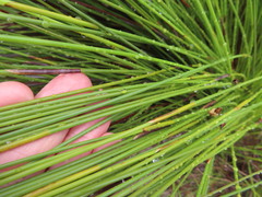 Hypodiscus aristatus