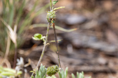 Austrolestes analis
