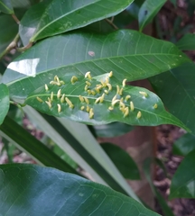Brosimum alicastrum