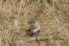 Bradornis microrhynchus