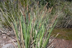 Carex elata