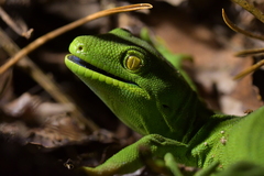 Naultinus punctatus