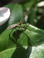 Elasmopoda valga