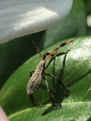 Elasmopoda valga
