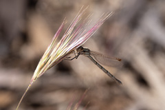 Austrolestes annulosus