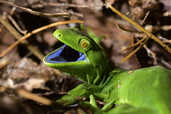Naultinus punctatus