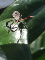 Elasmopoda valga