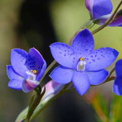 Thelymitra ixioides