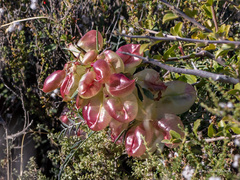 Lessertia frutescens