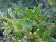 Cinnamomum reticulatum