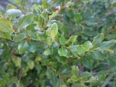 Cinnamomum reticulatum