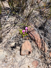 Pelargonium englerianum