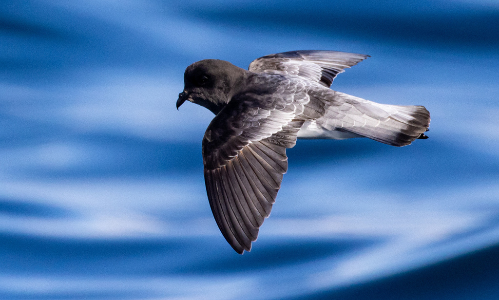 Gray-backed Storm-Petrel photo