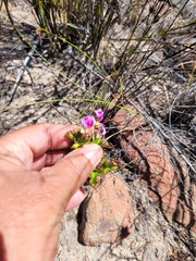 Pelargonium englerianum