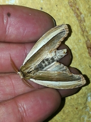 Truncaptera truncata