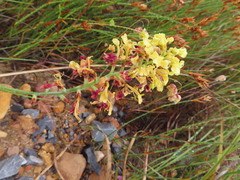 Tritoniopsis parviflora