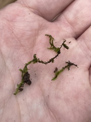Plagiothecium denticulatum