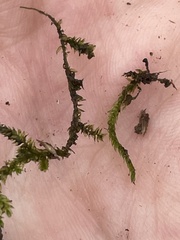 Plagiothecium denticulatum