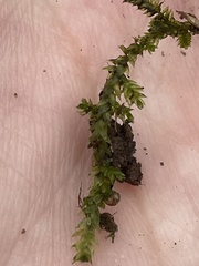 Plagiothecium denticulatum