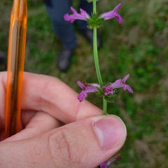 Betonica officinalis