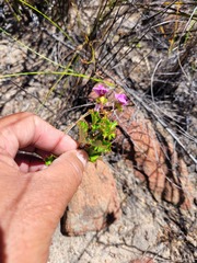 Pelargonium englerianum