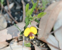 Bossiaea eriocarpa