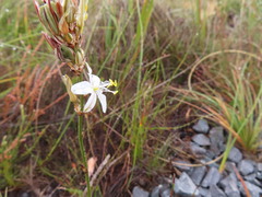 Chlorophytum graminifolium
