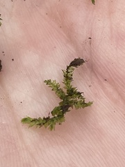 Plagiothecium denticulatum