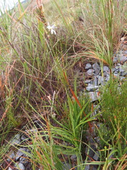 Chlorophytum graminifolium