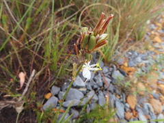 Chlorophytum graminifolium