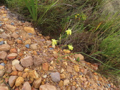 Moraea bituminosa