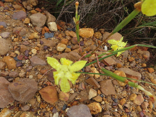 Image of Moraea bituminosa by (c) linkie, some rights reserved (CC BY)