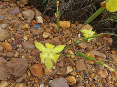 Moraea bituminosa