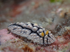 Phyllidia elegans