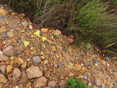 Moraea bituminosa