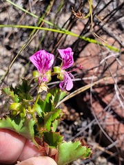 Pelargonium englerianum
