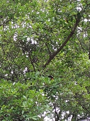 Urocissa erythroryncha