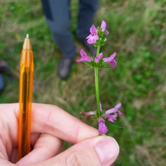 Betonica officinalis