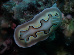Goniobranchus coi