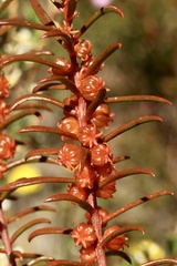Gyrostemon australasicus
