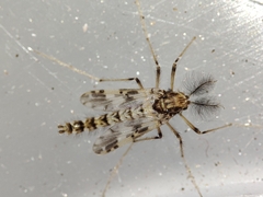 Psectrotanypus varius