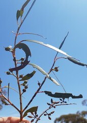 Eucalyptus oleosa