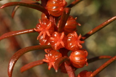 Gyrostemon australasicus