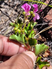 Pelargonium englerianum