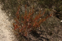 Gyrostemon australasicus