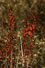 Gyrostemon australasicus